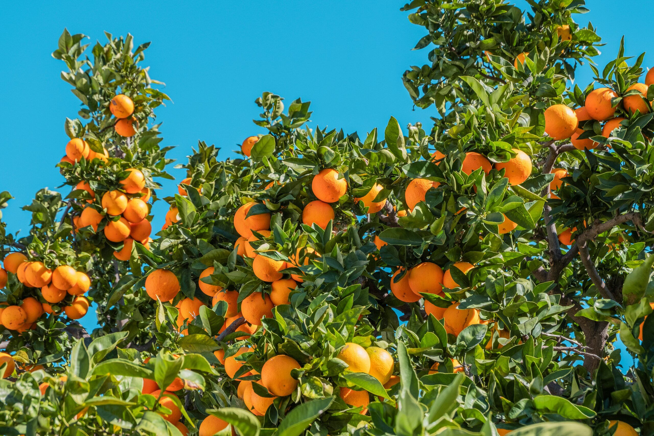 citrus scaled